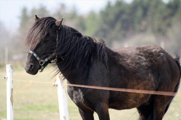 Anden særlig race Bob-Marley billede 9