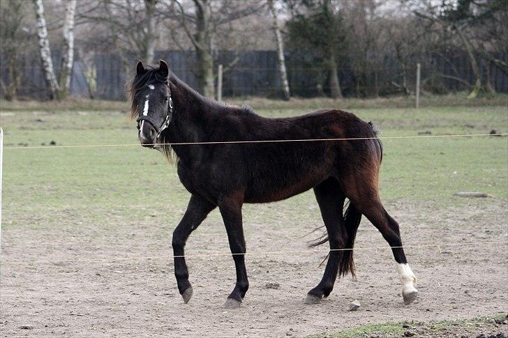 Anden særlig race Miss Papaya   billede 20