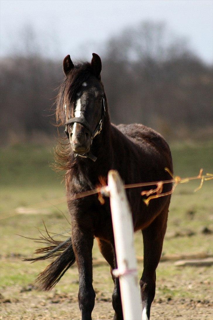 Anden særlig race Miss Papaya   billede 10