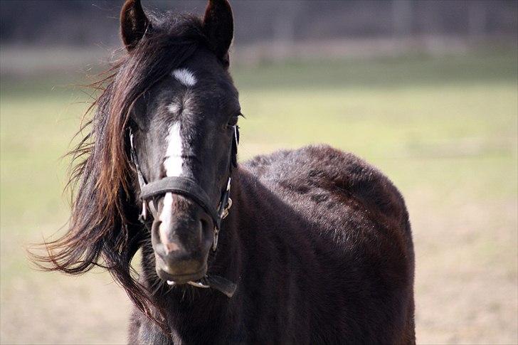 Anden særlig race Miss Papaya   billede 11