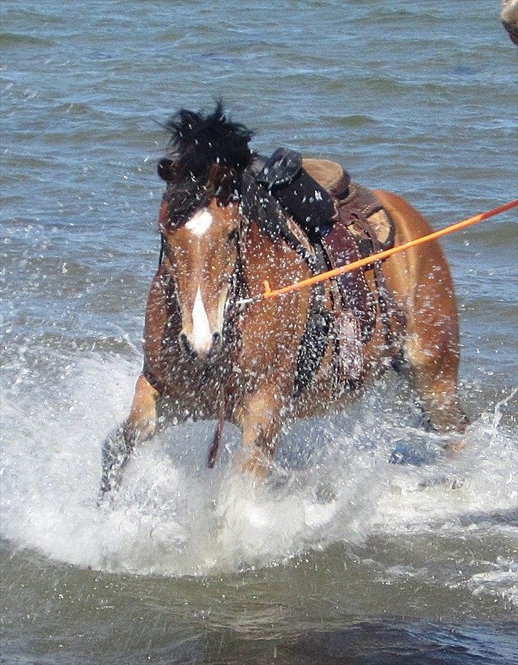 Anden særlig race Juncker. - Junckers første tur i vandet. :) billede 2