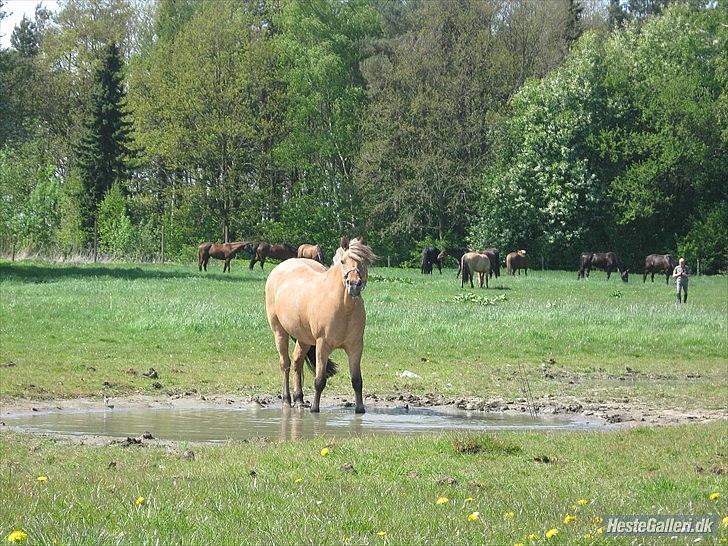 Anden særlig race Chess - Fotograf: Sidsel. 
Jeg elsker dig så højt så du ikke drømmer om det du er min lille spring pony som ingen kan tage fra mig. jeg ville altid tænke på  dig lige meget hva. jeg ville også være der for dig for evigt!! ;') <3 billede 14