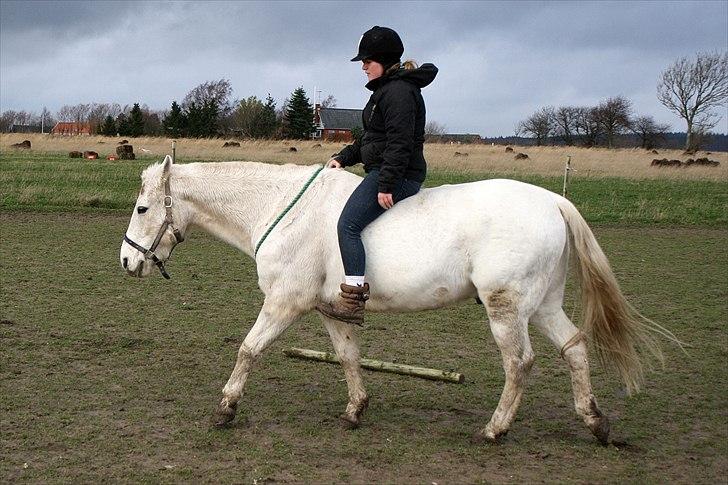 DSP  Stenvænge Sarka billede 19