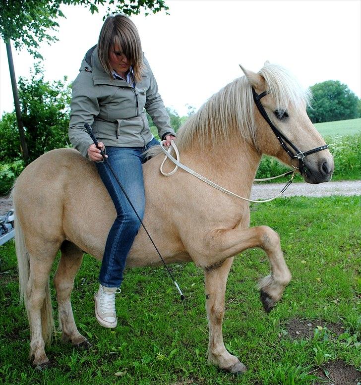 Islænder Brandari fra Jelshøj - Juni 2011 - Foto: Noddy billede 6