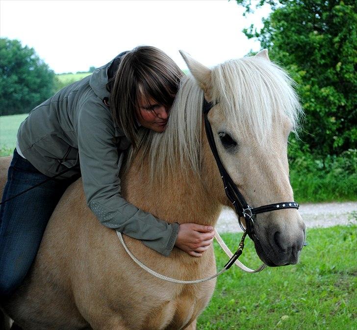 Islænder Brandari fra Jelshøj - <3 Juni 2011 - Foto: Noddy billede 1