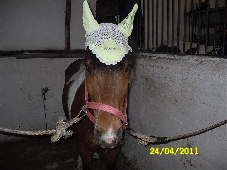 Anden særlig race Sabi  billede 11