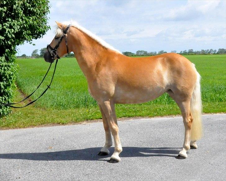 Tyroler Haflinger Golden Hour Stald Friis - Så Golden klar til det fynske dyrskue :-D billede 2