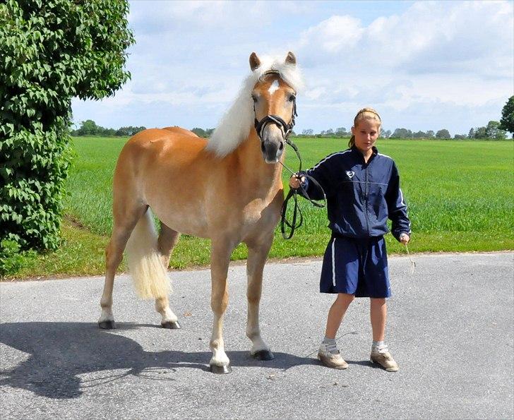 Tyroler Haflinger Golden Hour Stald Friis billede 5