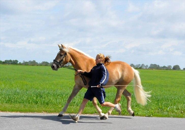 Tyroler Haflinger Golden Hour Stald Friis billede 16