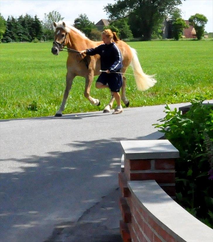 Tyroler Haflinger Golden Hour Stald Friis billede 17