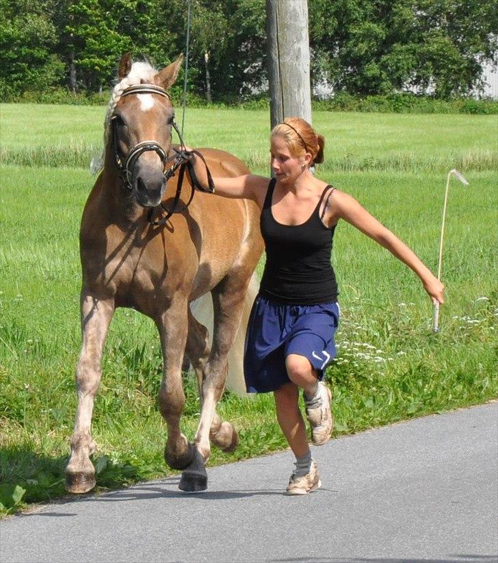 Haflinger Eskedalens Akinos billede 11