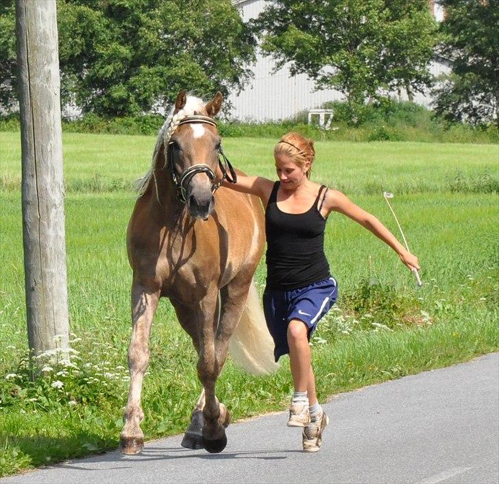 Haflinger Eskedalens Akinos billede 12