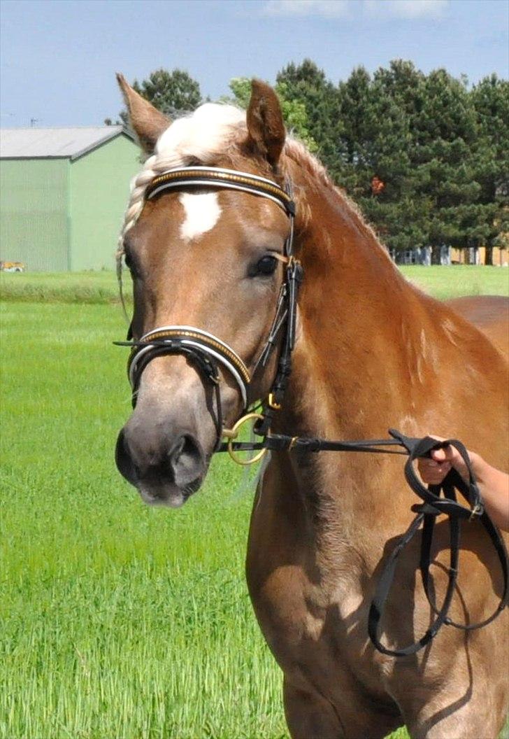 Haflinger Eskedalens Akinos billede 13