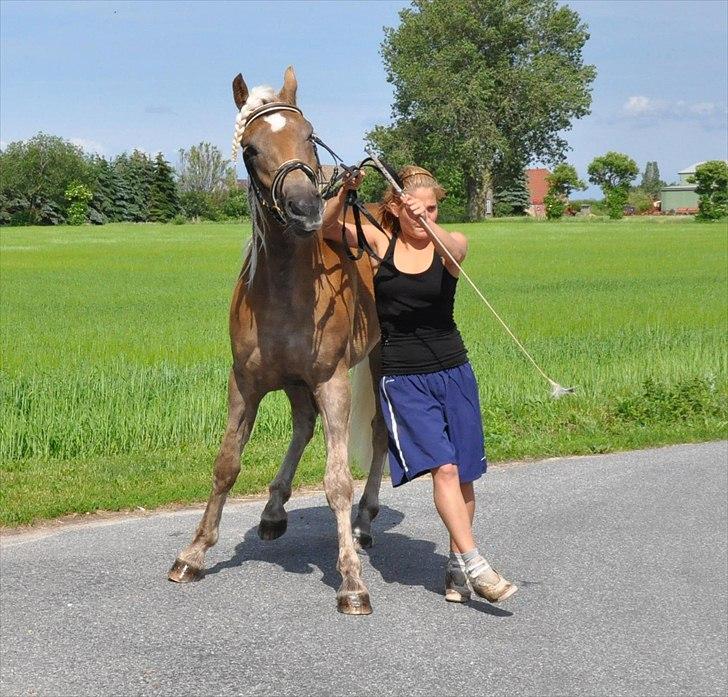 Haflinger Eskedalens Akinos billede 14