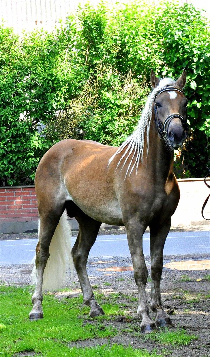 Haflinger Eskedalens Akinos billede 15