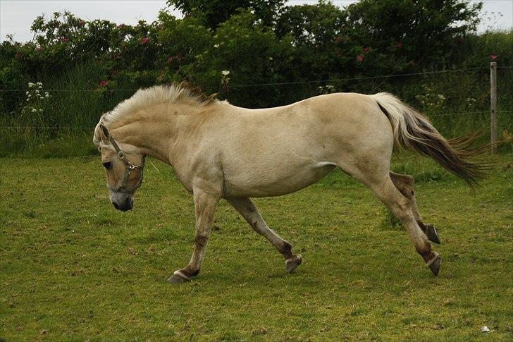 Fjordhest Under Lindens Diana <3 billede 20