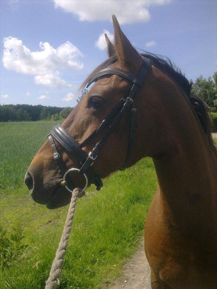 Anden særlig race roosgårdens jasmin (SOLGT ) R.I.P billede 11