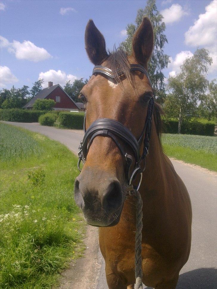 Anden særlig race roosgårdens jasmin (SOLGT ) R.I.P billede 12