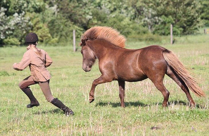 Islænder Aprilja Fra Vestmose billede 4