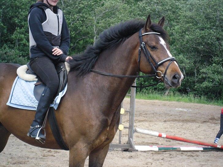 Dansk Varmblod Rst Come Again billede 6