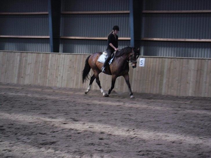 Dansk Varmblod Rst Come Again billede 2