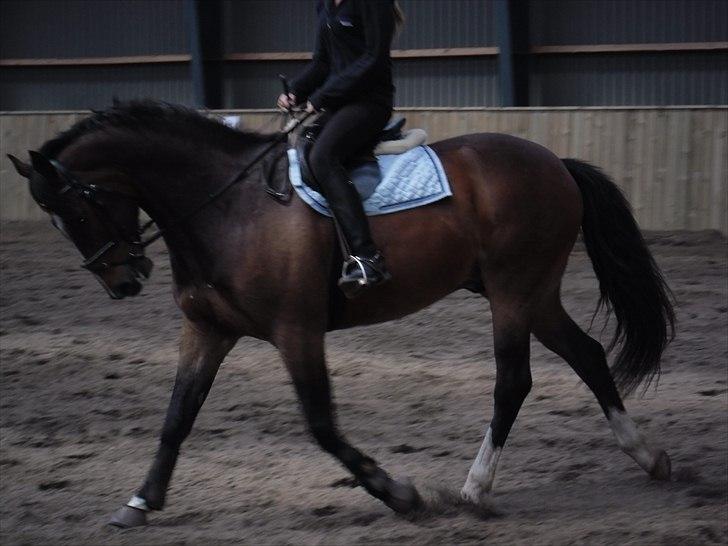 Dansk Varmblod Rst Come Again billede 1