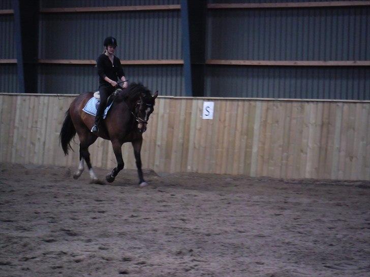 Dansk Varmblod Rst Come Again billede 3