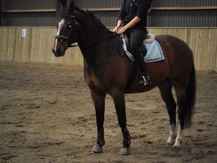 Dansk Varmblod Rst Come Again billede 4