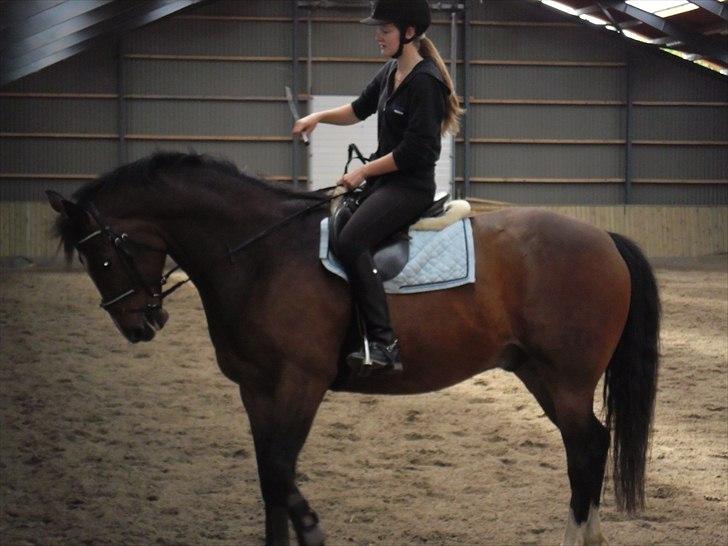 Dansk Varmblod Rst Come Again billede 5