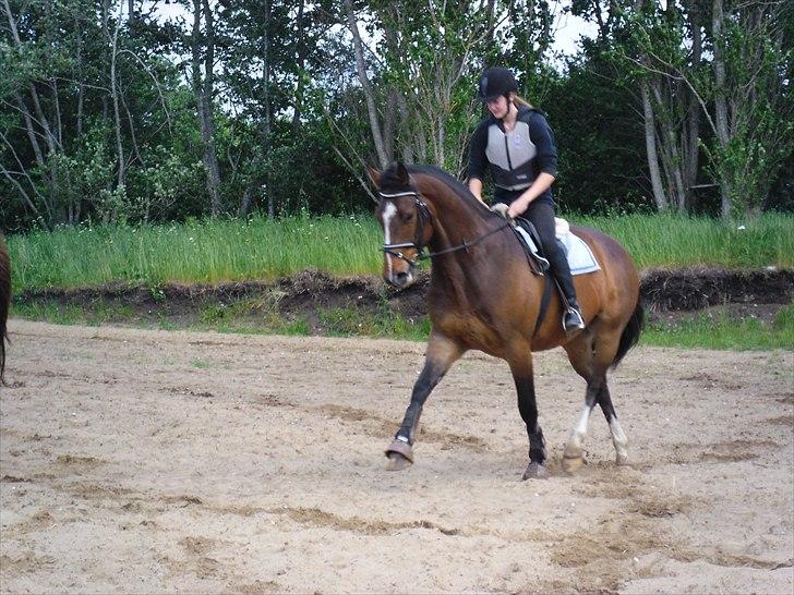 Dansk Varmblod Rst Come Again billede 7