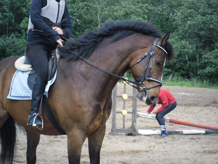 Dansk Varmblod Rst Come Again billede 8