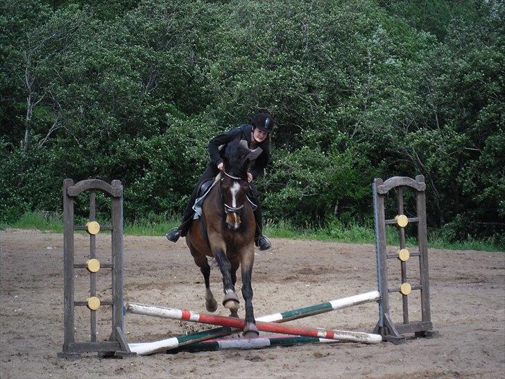 Dansk Varmblod Rst Come Again billede 9