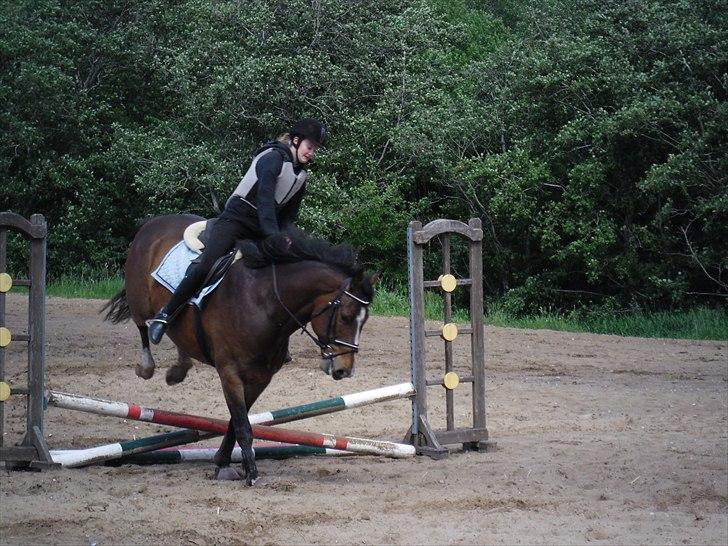 Dansk Varmblod Rst Come Again billede 10