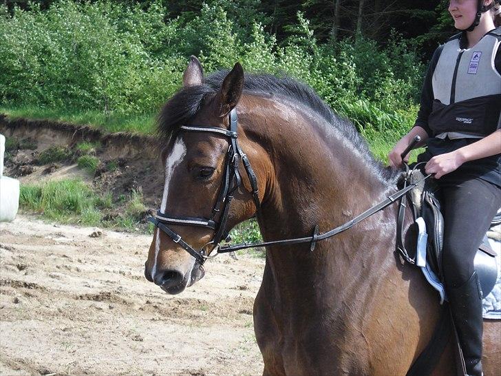 Dansk Varmblod Rst Come Again billede 11