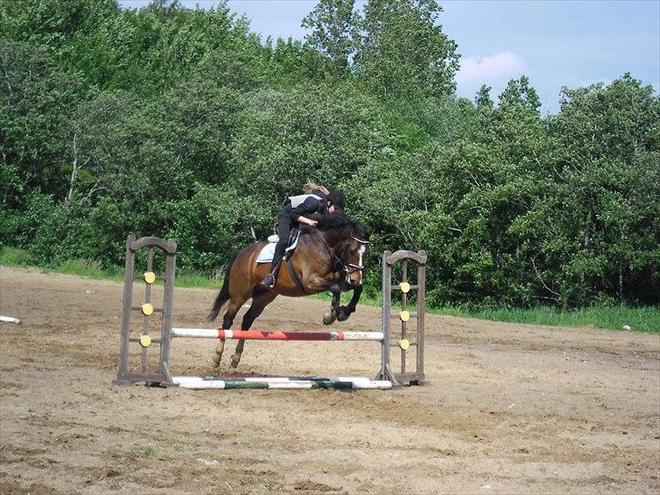 Dansk Varmblod Rst Come Again billede 12