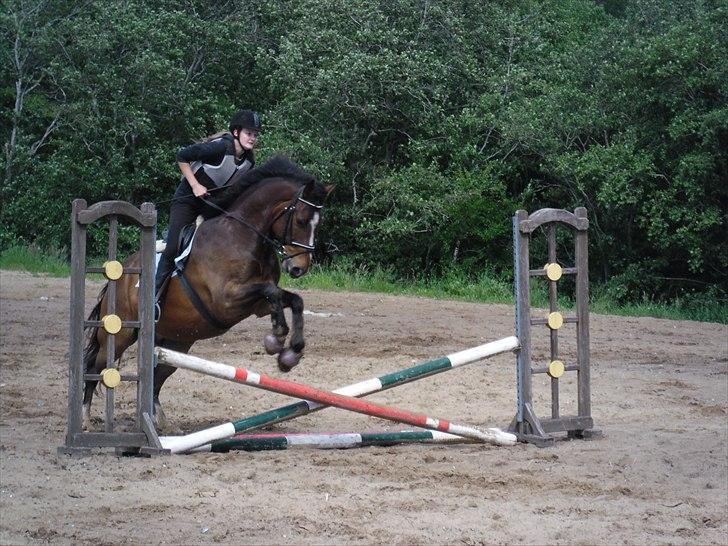 Dansk Varmblod Rst Come Again billede 13