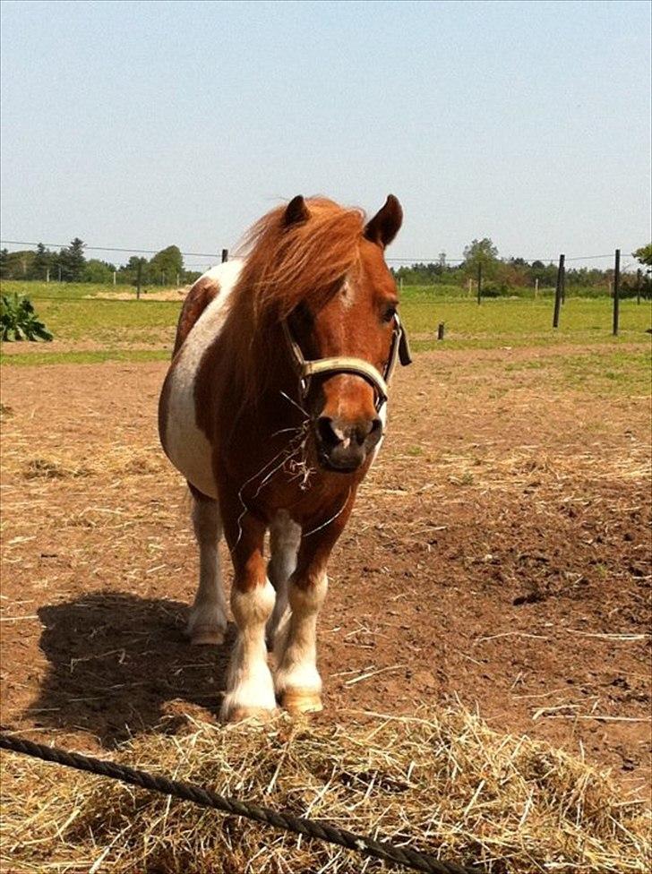 Shetlænder Sofus  billede 2