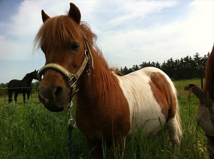 Shetlænder Sofus  billede 1