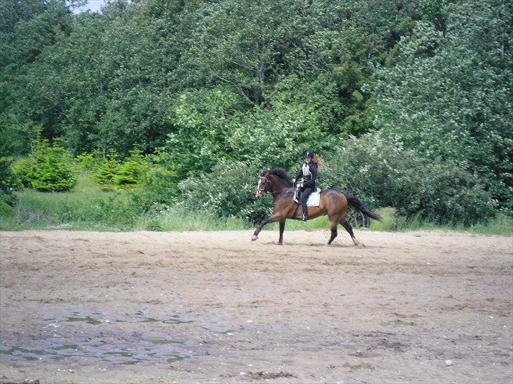 Dansk Varmblod Rst Come Again billede 14