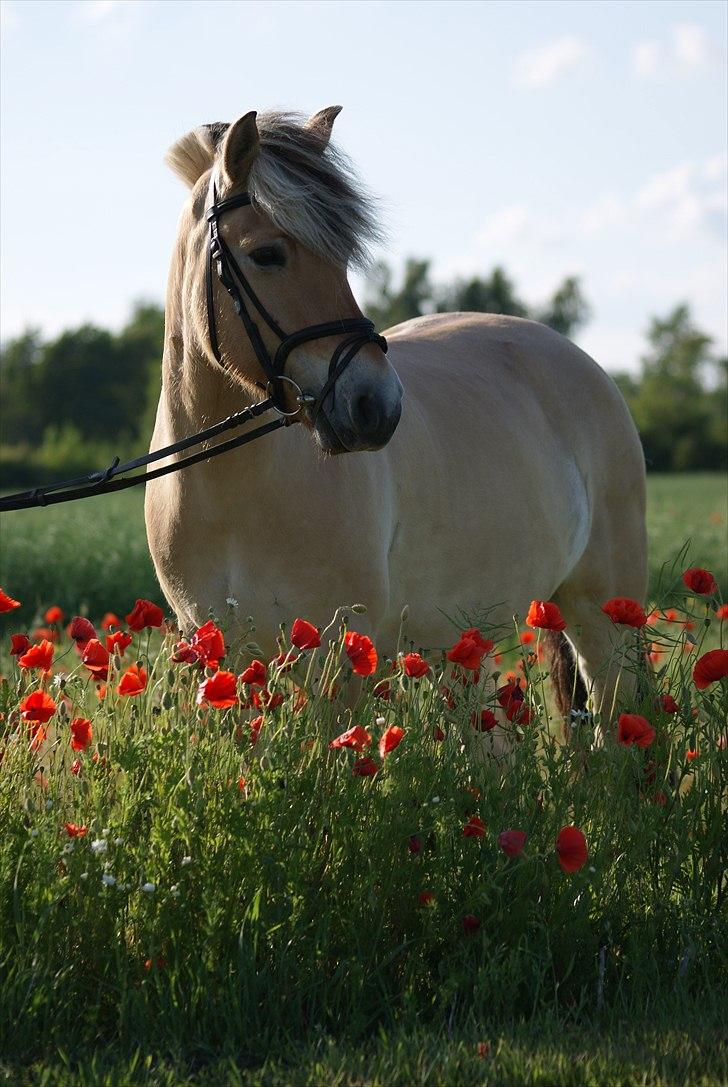 Anden særlig race Cognac billede 10