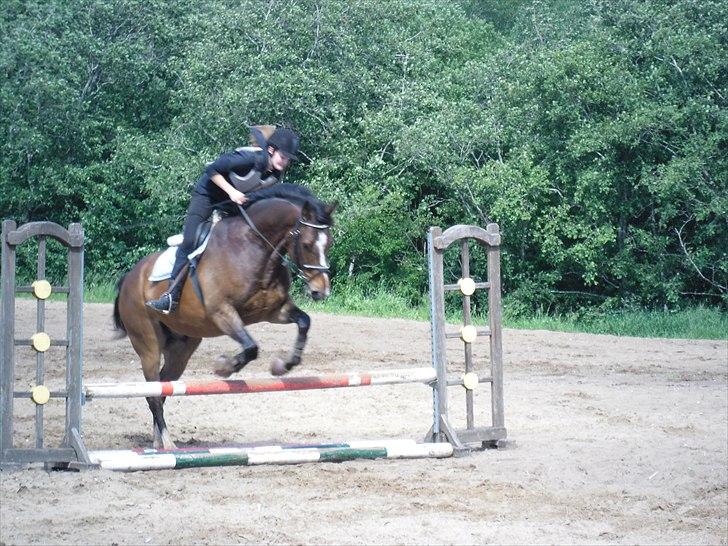 Dansk Varmblod Rst Come Again billede 16