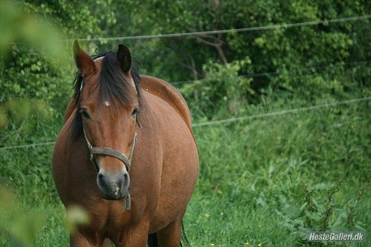 Pinto Dark Daimond<3 - Foto: Mig med Cecillie Zavereh kammera  billede 4
