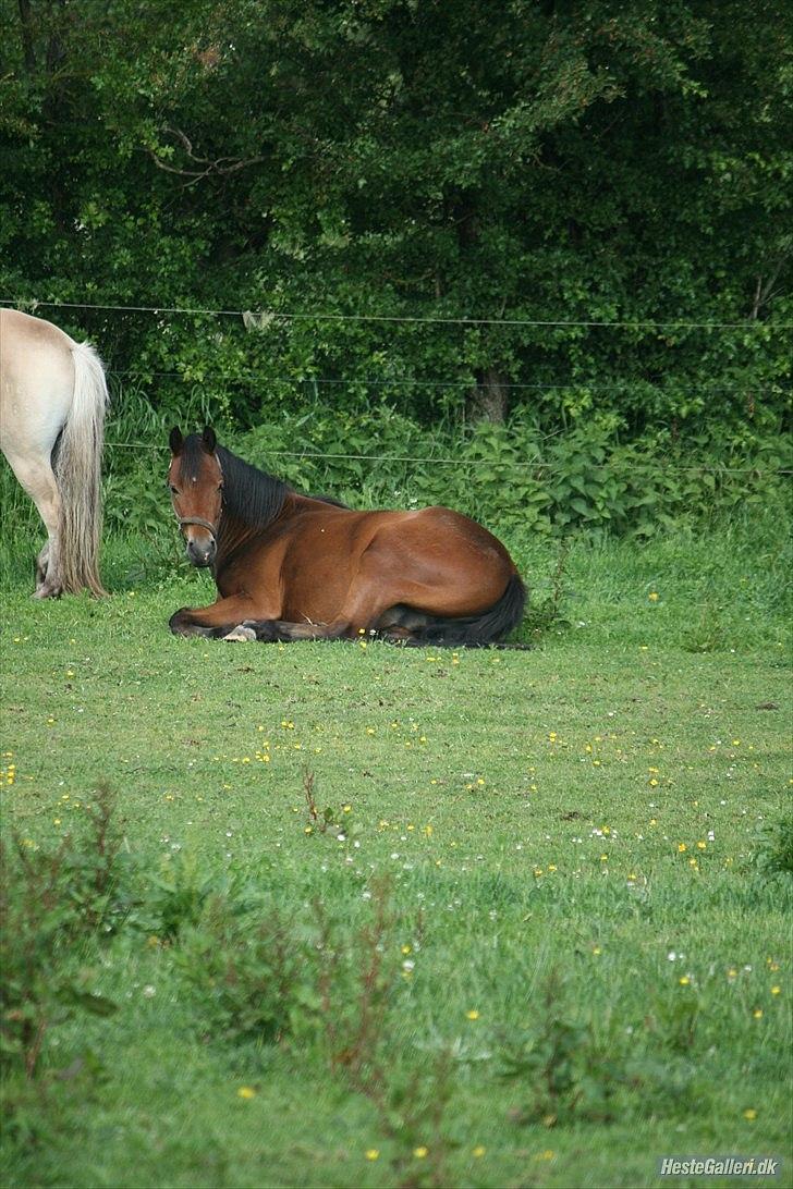 Pinto Dark Daimond<3 - Foto: Mig med Cecillie Zavereh kammera  billede 6