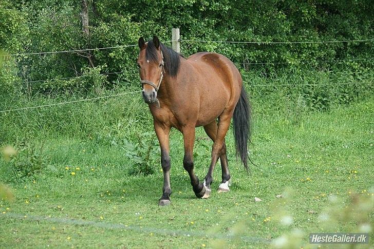 Pinto Dark Daimond<3 - Foto: Mig med Cecillie Zavereh kammera  billede 18