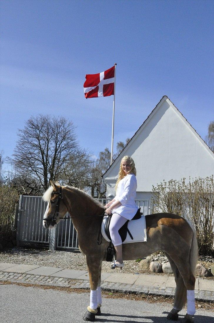 Haflinger Studgårdens Sally<3 *STJERNEN* Savnet :'(<3 - Sally kom ned til kirken til min konfirmation også red jeg på hende hjem, den bedste dag i mit liv :D :D  billede 14