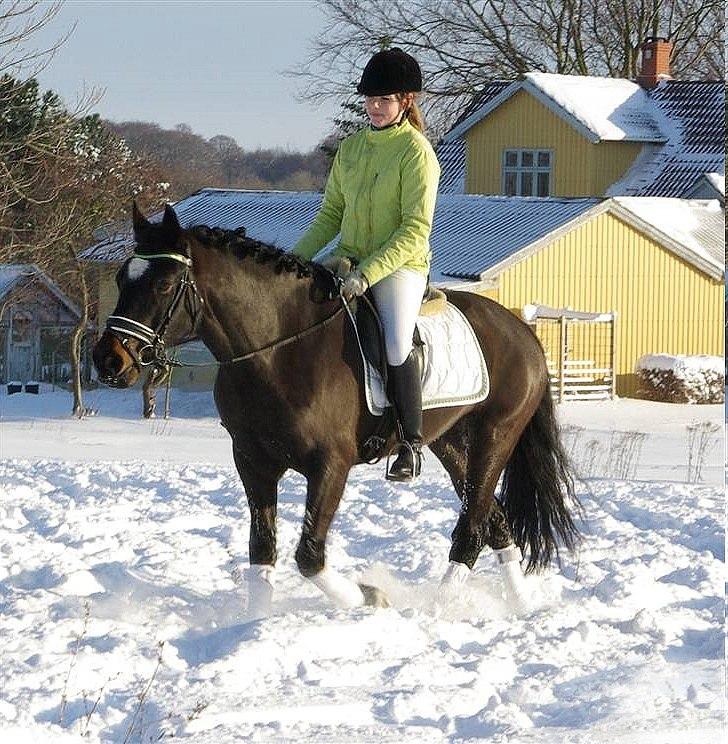 Welsh Cob (sec D) Bjørnstrups mona lisa billede 17