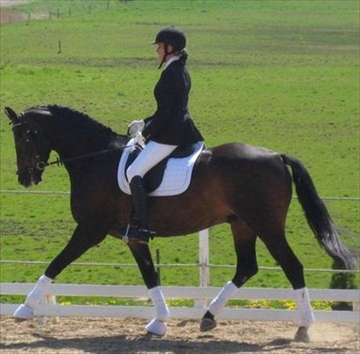 Tysk Oldenburger Spanggaards Don Diego (Min mors) - Stævne i Løsr maj 2011. billede 1