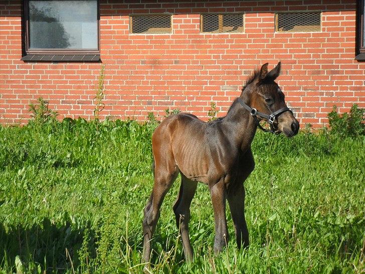 Dansk Varmblod Santana Mastermind solgt - Lille mand på mark for første gang :)  billede 1