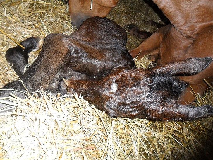 Dansk Varmblod Santana Mastermind solgt - Nyfødt lille mand ..  billede 2