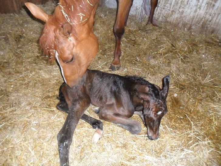 Dansk Varmblod Santana Mastermind solgt - Freja nusser den lille :)  billede 3